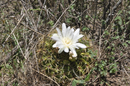 Gymnocalycium monvillei (Gymnocalycium monvillei)