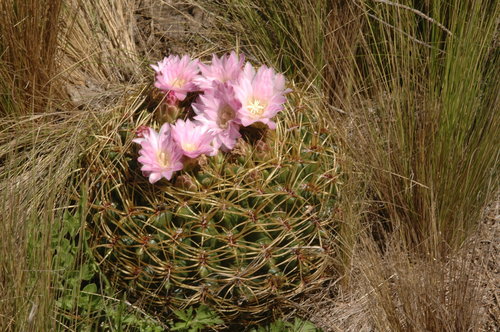 Gymnocalycium monvillei (Gymnocalycium monvillei)