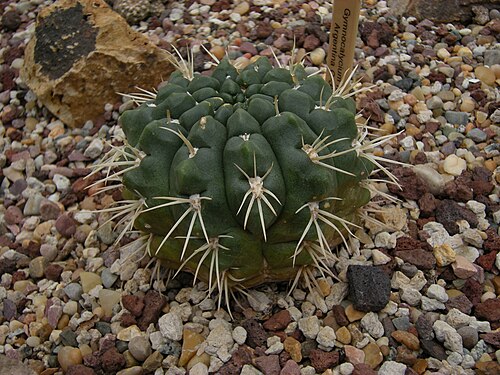 Gymnocalycium monvillei: Gymnocalycium monvillei. Argentina. C-3307. Photographed at Volunteer Park Conservatory, Seattle, Washington.