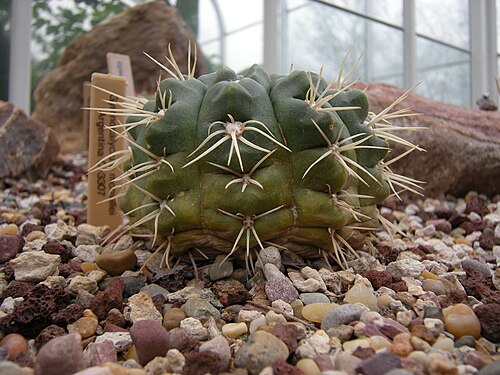 Gymnocalycium monvillei: Gymnocalycium monvillei. Argentina. C-3307. Photographed at Volunteer Park Conservatory, Seattle, Washington.
