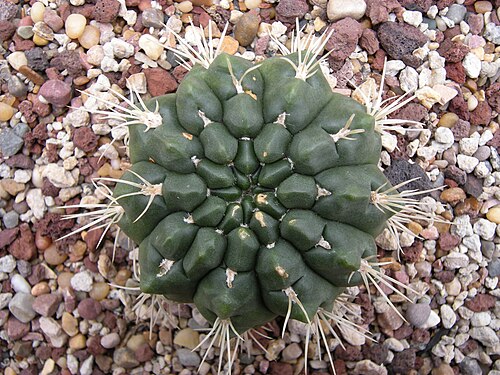 Gymnocalycium monvillei: Gymnocalycium monvillei. Argentina. C-3307. Photographed at Volunteer Park Conservatory, Seattle, Washington.