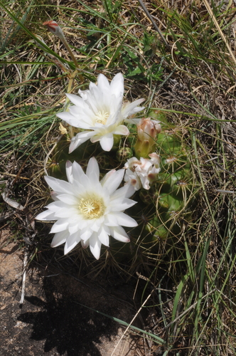 Gymnocalycium monvillei (Gymnocalycium monvillei)