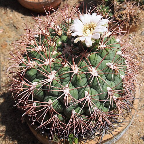 Gymnocalycium saglionis: Gymnocalycium saglionis (syn. Gymnocalycium saglionis subsp. tilcarense ) cultivated in a greenhouse, Wrocław University Botanical Garden, Wrocław, Poland.