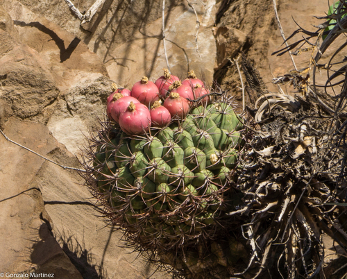 Gymnocalycium saglionis (Gymnocalycium saglionis)