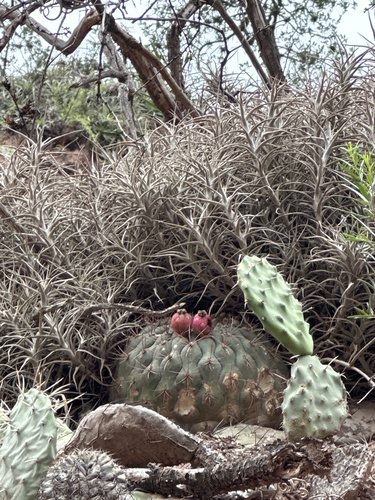 Gymnocalycium saglionis (Gymnocalycium saglionis)