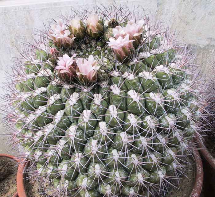 Gymnocalycium saglionis: Gymnocalycium saglione