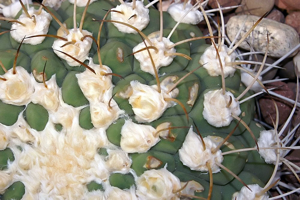Gymnocalycium saglionis: Location taken: Rawlings Conservatory & Botanic Gardens, Baltimore MD USA. Names: Gymnocalycium saglionis (F.Cels) Britton & Rose, Giant Chin Cactus, Гімнокаліц