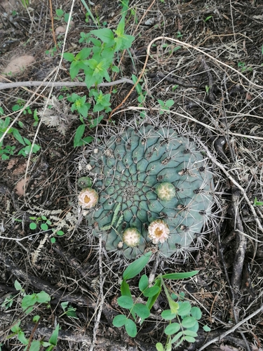 Gymnocalycium saglionis (Gymnocalycium saglionis)