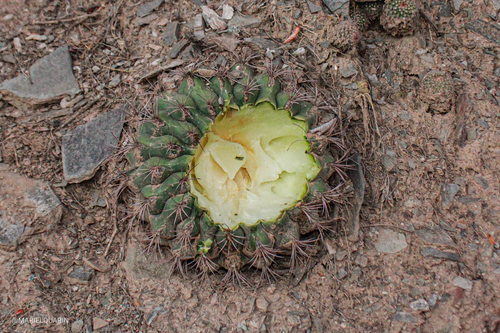 Gymnocalycium saglionis (Gymnocalycium saglionis)