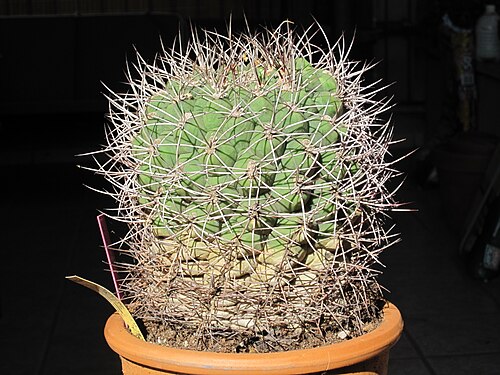 Gymnocalycium saglionis: Gymnocalycium saglionis