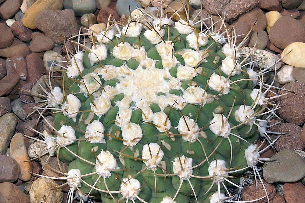 Gymnocalycium saglionis: Location taken: Rawlings Conservatory & Botanic Gardens, Baltimore MD USA. Names: Gymnocalycium saglionis (F.Cels) Britton & Rose, Giant Chin Cactus, Гімнокаліц