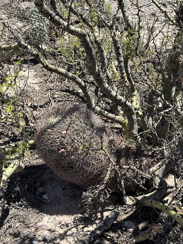 Gymnocalycium saglionis (Gymnocalycium saglionis)