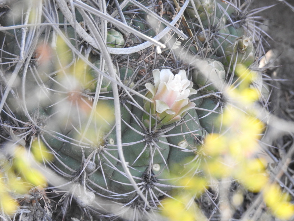 Gymnocalycium saglionis (Gymnocalycium saglionis)