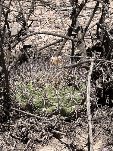 Gymnocalycium saglionis (Gymnocalycium saglionis)