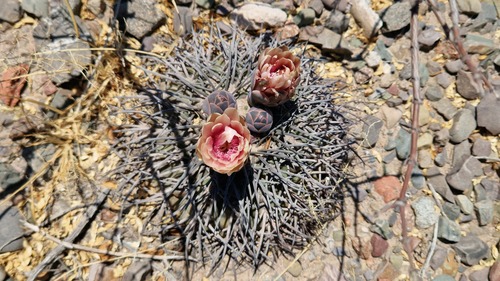 Gymnocalycium spegazzinii (Gymnocalycium spegazzinii)