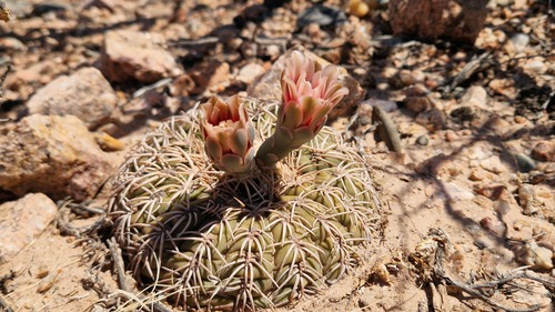 Gymnocalycium spegazzinii (Gymnocalycium spegazzinii)