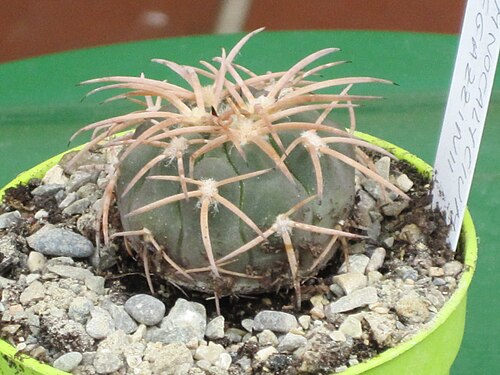 Gymnocalycium spegazzinii: Gymnocalycium spegazzinii