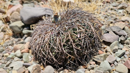 Gymnocalycium spegazzinii (Gymnocalycium spegazzinii)