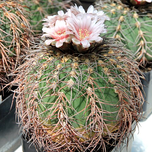 Gymnocalycium spegazzinii: Cactus Gymnocalycium spegazzinii on Exhibition of Cactuses and succulets in the Botanical Gardens of Charles University , 28.05. - 15.06.2016 Prague , Czech Rep