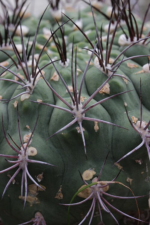 Gymnocalycium spegazzinii: Gymnocalycium spegazzinii