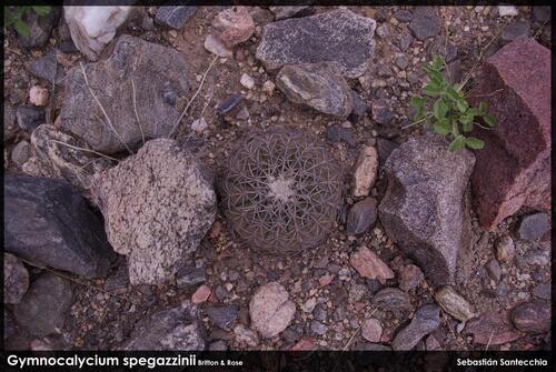 Gymnocalycium spegazzinii (Gymnocalycium spegazzinii)
