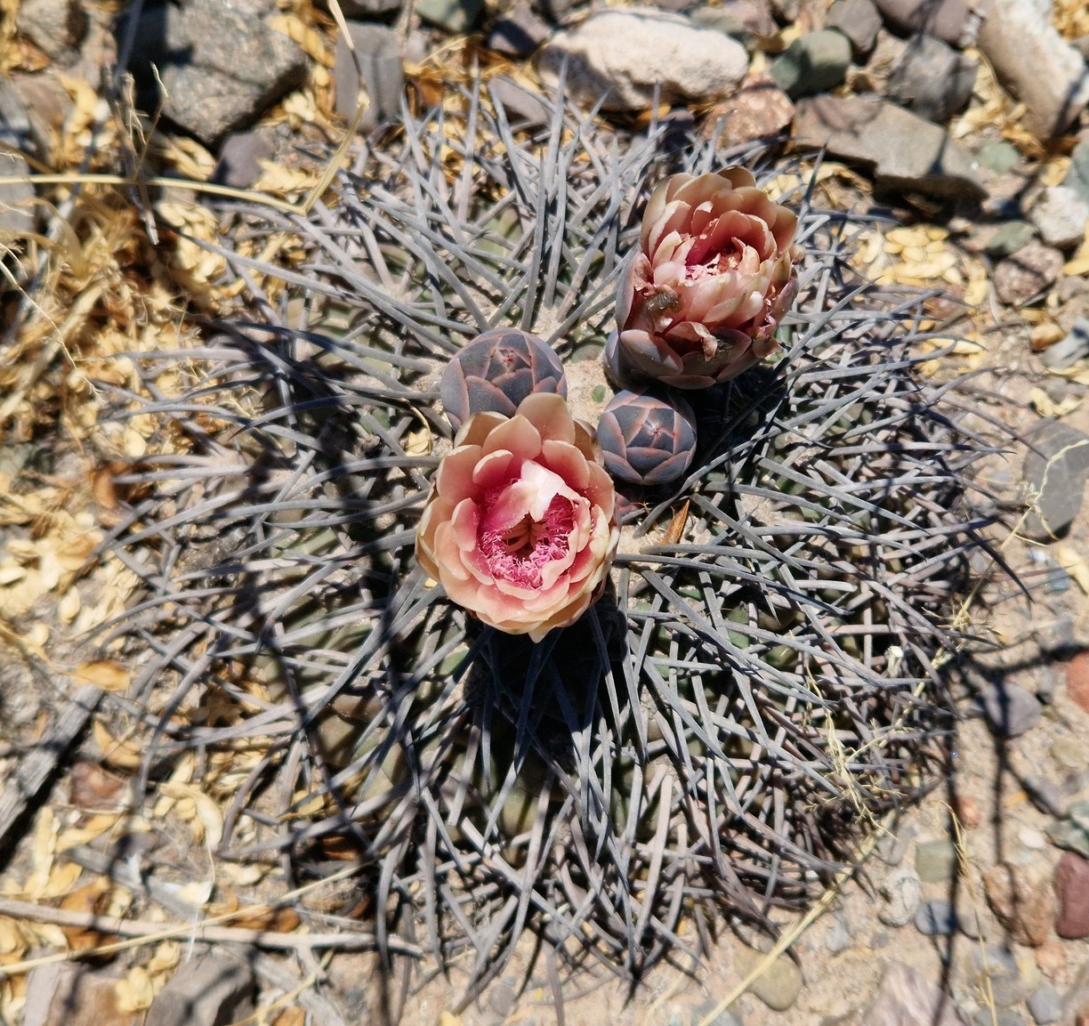 Gymnocalycium spegazzinii: Gymnocalycium spegazzinii in Argentina