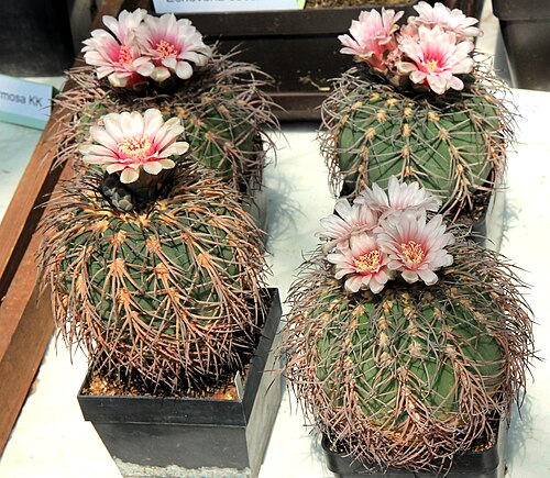 Gymnocalycium spegazzinii: Cactus Gymnocalycium spegazzinii on Exhibition of Cactuses and succulets in the Botanical Gardens of Charles University , 28.05. - 15.06.2016 Prague , Czech Rep