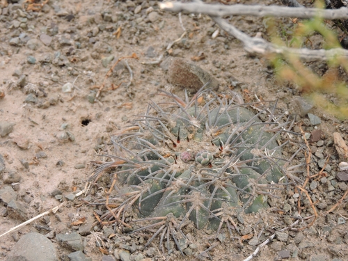Gymnocalycium spegazzinii (Gymnocalycium spegazzinii)