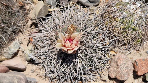 Gymnocalycium spegazzinii (Gymnocalycium spegazzinii)