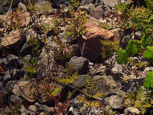 Asian oakfern: Oak fern