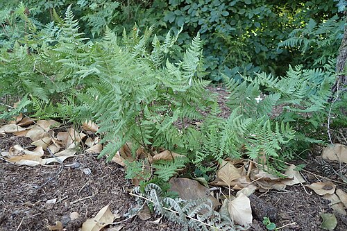 Asian oakfern: Gymnocarpium fedtschenkoanum in the UMCS Botanical Garden in Lublin