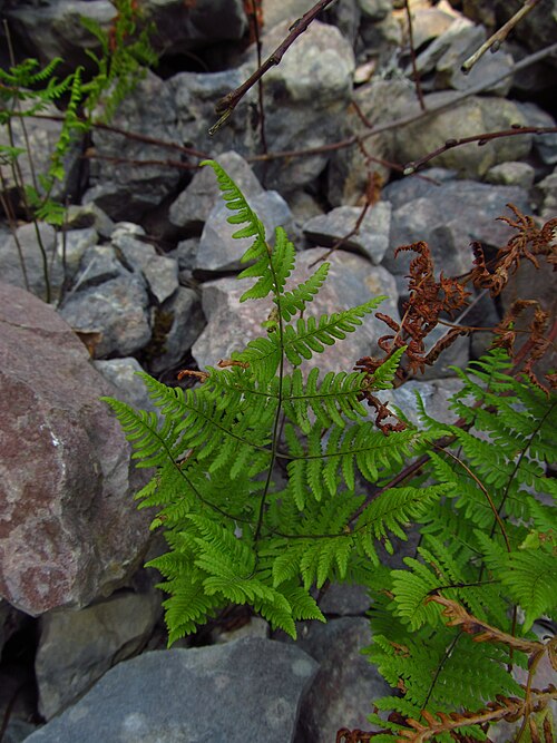 Asian oakfern: Oak fern