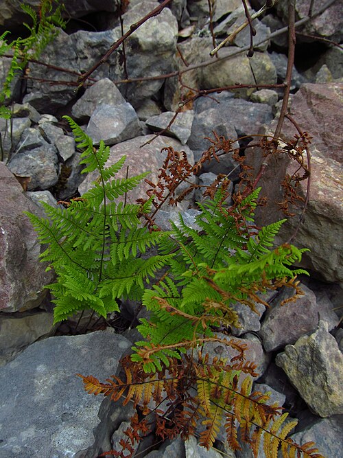 Asian oakfern: Oak fern