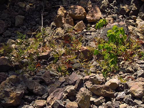 Asian oakfern: Оak fern