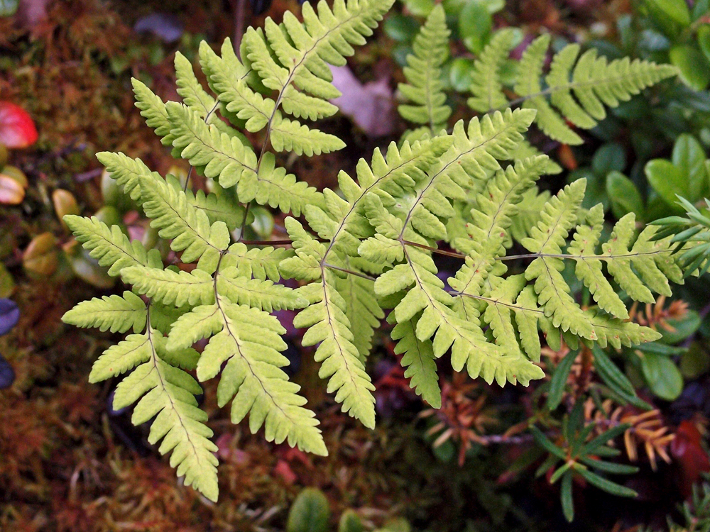 Asian oakfern: Finntelg i kalkholdig berg i Finnmark..