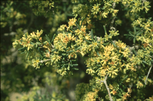 Gymnocarpos decander (Gymnocarpos decander)