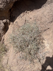 Gymnocarpos decander (Gymnocarpos decander)