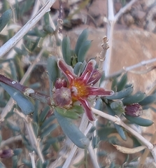 Gymnocarpos decander (Gymnocarpos decander)