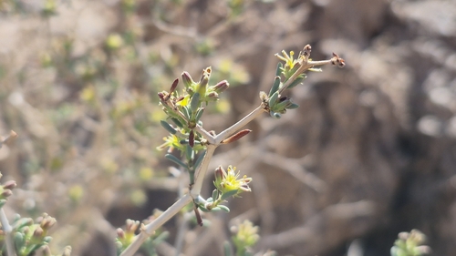 Gymnocarpos decander (Gymnocarpos decander)