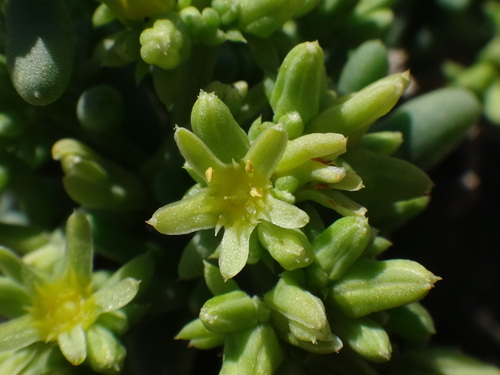Gymnocarpos decander (Gymnocarpos decander)