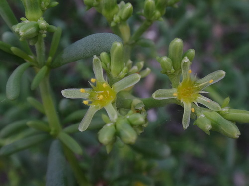 Gymnocarpos decander (Gymnocarpos decander)