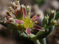 Gymnocarpos decander (Gymnocarpos decander)