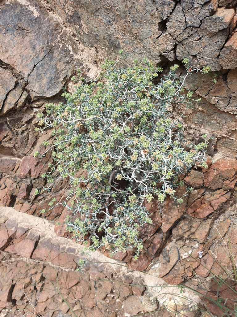 Gymnocarpos decander (Gymnocarpos decander)