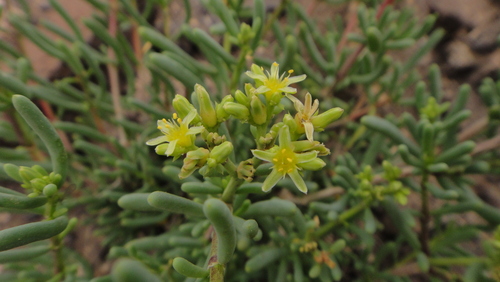 Gymnocarpos decander (Gymnocarpos decander)