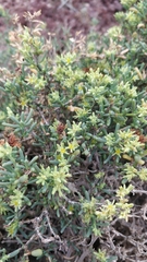 Gymnocarpos decander (Gymnocarpos decander)