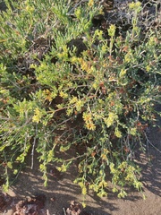 Gymnocarpos decander (Gymnocarpos decander)