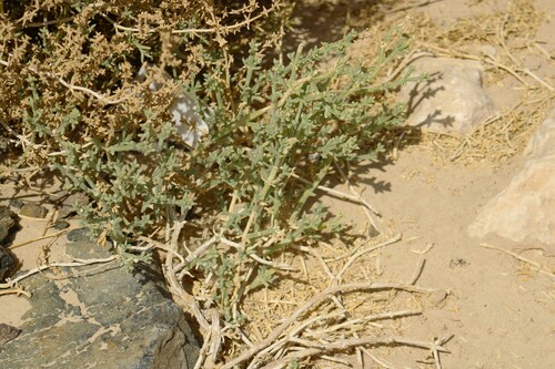 Gymnocarpos decander (Gymnocarpos decander)