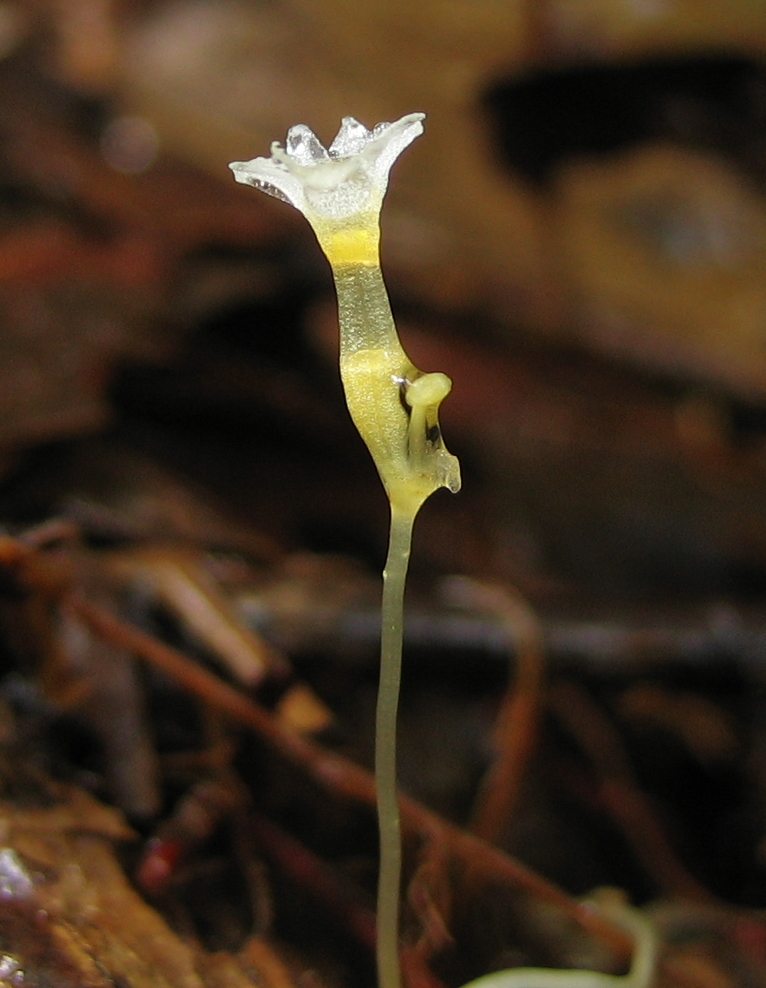Gymnosiphon bekensis: Gymnosiphon bekensis , Korup National Park, Cameroon.