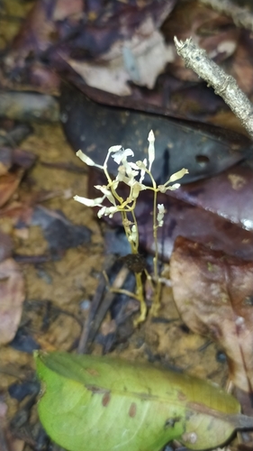 Gymnosiphon breviflorus (Gymnosiphon breviflorus)