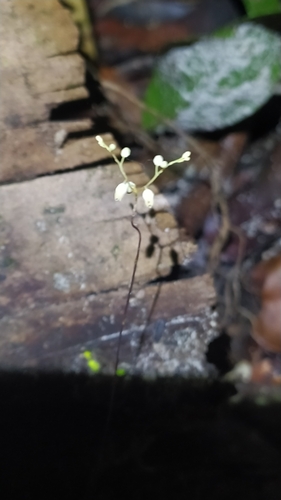 Gymnosiphon breviflorus (Gymnosiphon breviflorus)